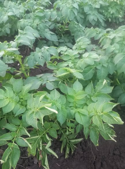 ممكن علاج لتفاف الاوراق